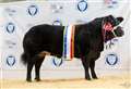 Limousin cross heifer rules supreme at the Aberdeen Christmas Classic
