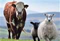 Quality Meat Scotland regional workshops to offer insight for north-east and Highland levy payers