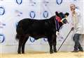 Tomintoul breeder dominates Rising Stars Calf Show at Thainstone for the second year running