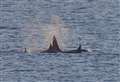 PICTURES: Second visit to Moray for orcas in a week