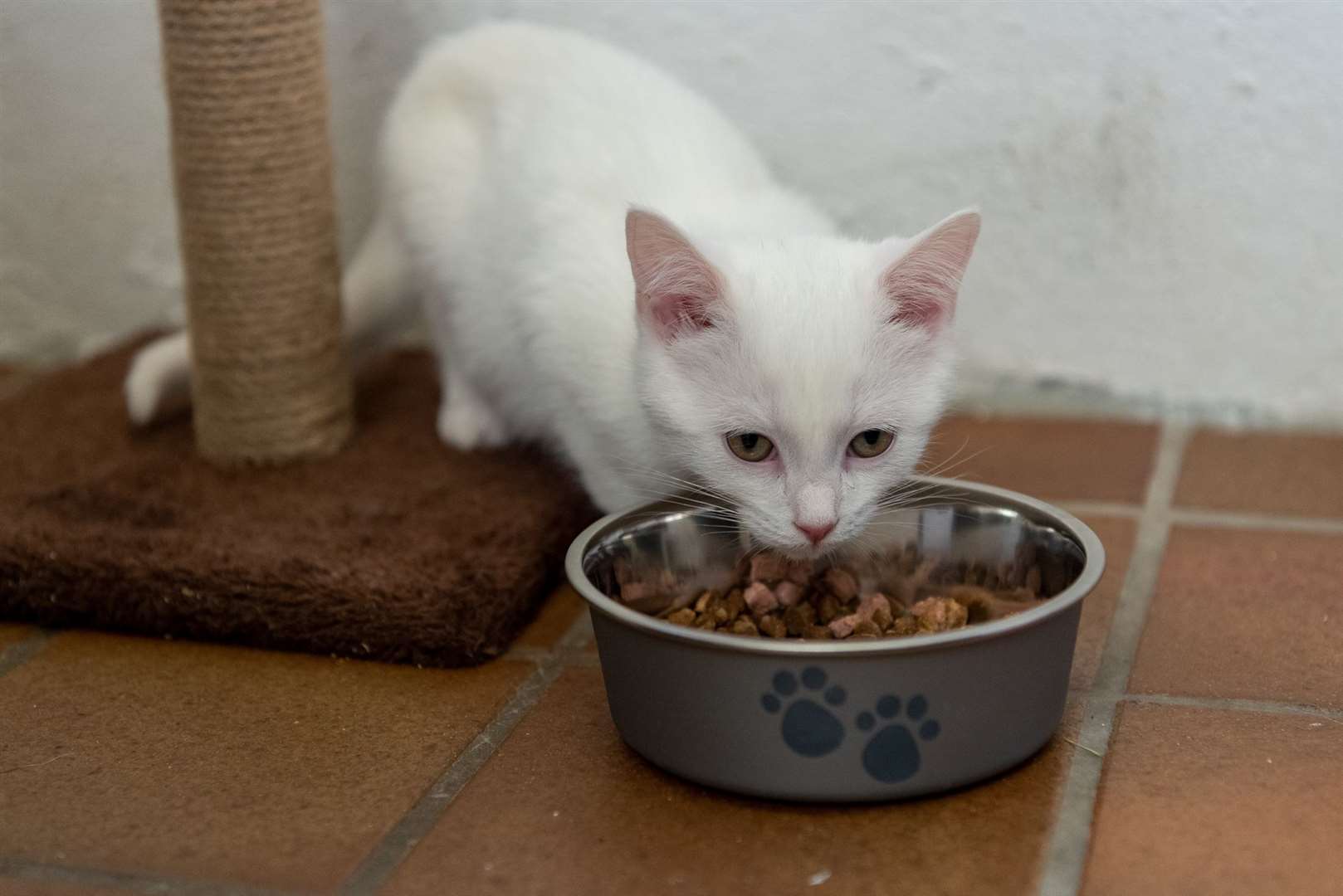 Donations of Felix or Whiskas kitten meat in jelly are particularly being sought by the Scottish SPCA. Picture: Scottish SPCA